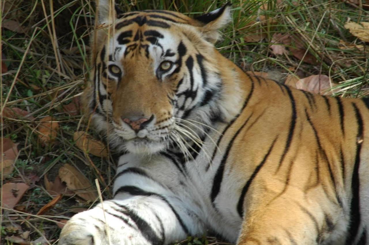 Aura Wildlife Camp And Resorts Marchula Luaran gambar