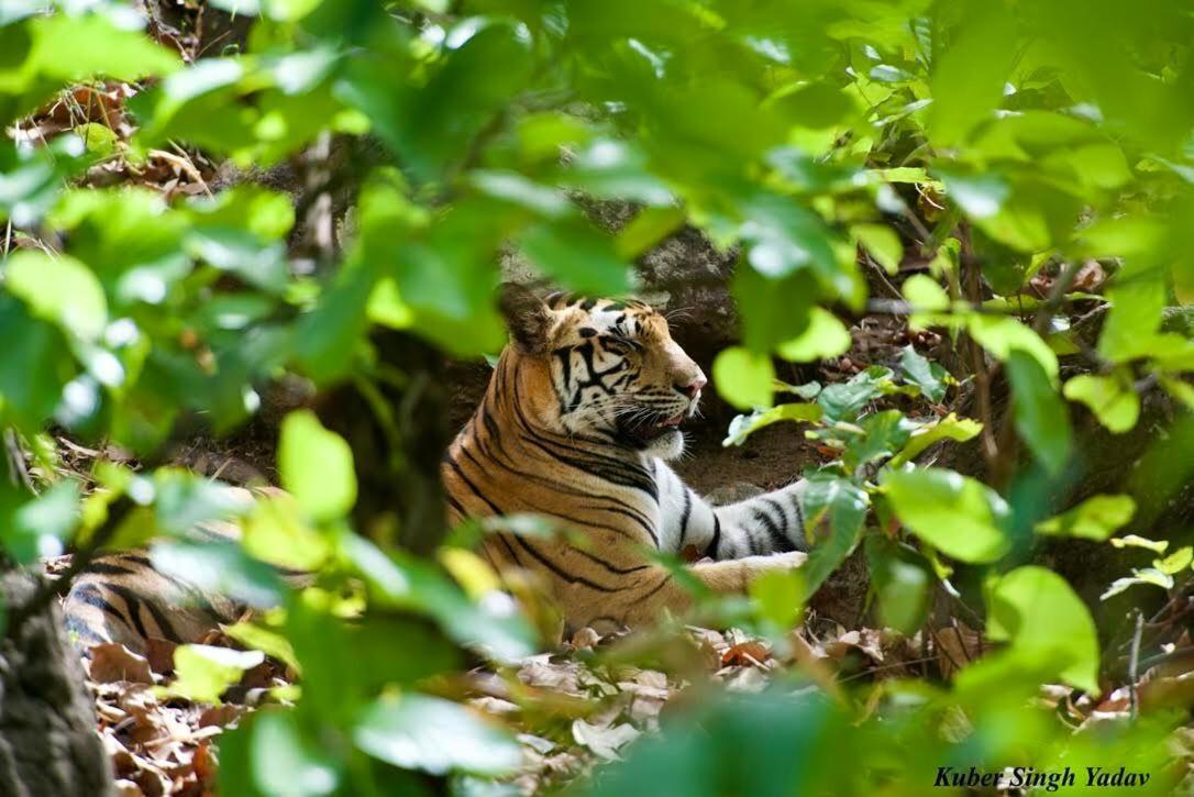 Aura Wildlife Camp And Resorts Marchula Luaran gambar